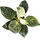 Philodendron Birkin