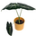 Alocasia frydek L