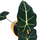 Alocasia frydek L