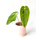 Anthurium metallicum
