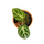 Anthurium crystallinum