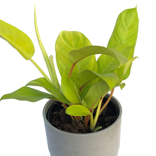 Philodendron malay gold