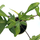 Philodendron Florida Green