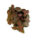 Fittonia albivenis - Mosaikpflanze rot Babyplant