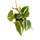 Philodendron scandens Brasil Babyplant