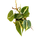 Philodendron scandens Brasil Babyplant
