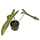 Philodendron atabapoense