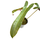 Philodendron atabapoense