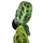 Maranta leuconeura kerchoveana variegata