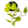 Philodendron Micans Lime