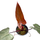 Philodendron Dark Lord