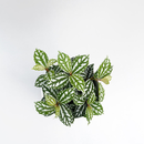 Pilea cadierei