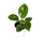 Philodendron birkin Babyplant