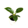 Philodendron birkin Babyplant