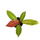 Philodendron Prince of Orange M