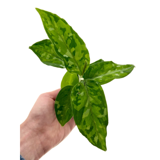 Aglaonema pictum tricolor S