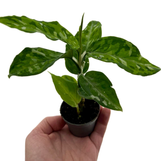 Aglaonema pictum tricolor S