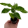 Aglaonema pictum tricolor S