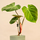 Philodendron spec. El Choco Red L