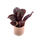 Calathea Dottie Babyplant