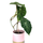 Philodendron verrucosum M