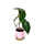 Philodendron verrucosum M