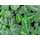 Alocasia frydek Babyplant