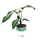 Xanthosoma lindenii Angel Wings L
