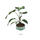 Xanthosoma lindenii Angel Wings L