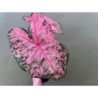 Caladium Pink Beauty