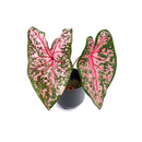 Caladium Pink Beauty Bulb