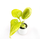 Philodendron Selloum Gold Babyplant
