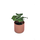 Maranta leuconeura green stripe Babyplant