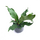 Anthurium plowmanii