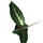 Xanthosoma lindenii Angel Wings 