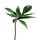 Philodendron pedatum Ableger
