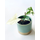 Syngonium podophyllum albo variegata 1 leaf cutting