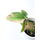 Syngonium Pink Splash Cutting