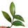 Hoya memoria Ableger