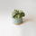 Sansevieria Star Green Granite