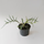 Philodendron tortum