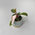 Philodendron Pink Princess S