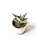 Sansevieria pinguicula