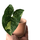 Syngonium Panda Ableger