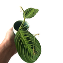 Maranta Lemon Lime Ableger