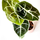 Alocasia Longiloba Babyplant