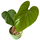 Philodendron spec. Silver NEW