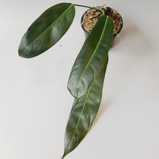 Philodendron patriciae