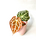 Anthurium crystallinum silver blush
