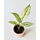 Calathea vittata Babyplant